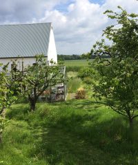 Usprøjtet æble- og frugthave til låns